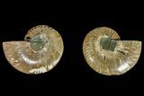 Agatized Ammonite Fossil - Madagascar #145982-1
